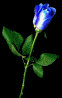 colorrose.gif